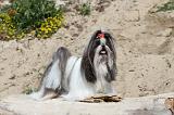 SHIH TZU 005